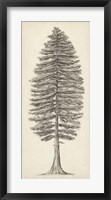 Framed Pacific Northwest Tree Sketch II