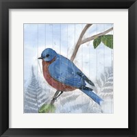 Eastern Songbird IV Framed Print