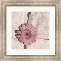 Framed 'Stone Blossom I' border=