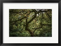 Framed Maple Tree