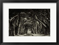 Framed Cypress Trees Sepia