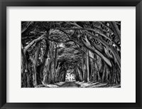 Framed Cypress Trees Black & White