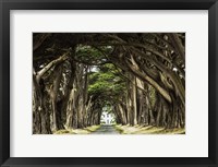 Framed Cypress Trees