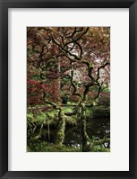 Framed Japanese Garden Tree