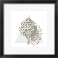 Framed 'Conchology Sketches III' border=