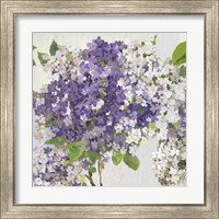 Framed 'Summer Hydrangea II' border=