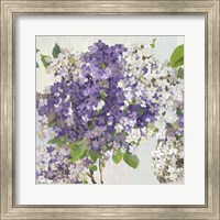 Framed 'Summer Hydrangea II' border=