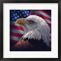 Framed American Bald Eagle