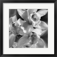 Framed Orchids - B&W