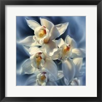 Framed Orchids