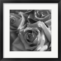 Framed Rose Pedals B&W