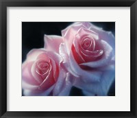 Framed Roses - Pink Pair