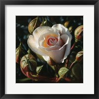 Framed White Rose - First Born