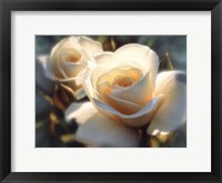 Framed White Roses - Colors of White