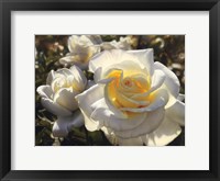 Framed White Roses