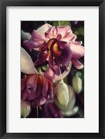 Framed Fuchsia