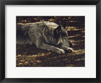 Framed Resting Wolf