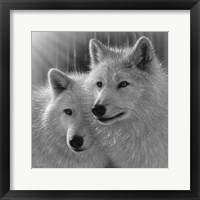 Framed Wolves - Sunlit Soulmates - B&W