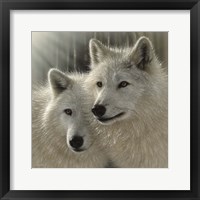 Framed Wolves - Sunlit Soulmates