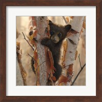 Framed Curious Cub II