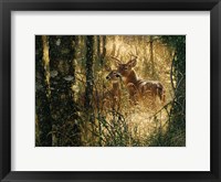 Framed Whitetail Deer - A Golden Moment - Horizontal