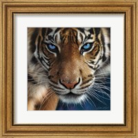 Framed Tiger - Blue Eyes