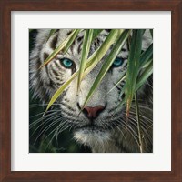 Framed White Tiger Bamboo Forest