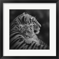 Framed Tiger Mother and Cub - Cherished - B&W