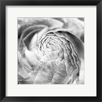 Framed Ranunculus Abstract II BW Light