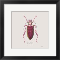 Framed 'Adorning Coleoptera VI Sq Claret' border=