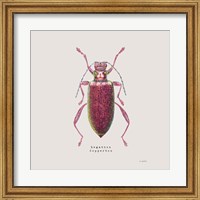 Framed 'Adorning Coleoptera VI Sq Claret' border=