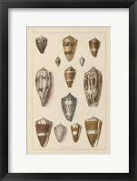 Framed Shell Assorment I