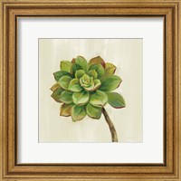 Framed 'Front Yard Succulent IV' border=