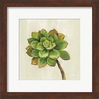 Framed 'Front Yard Succulent IV' border=