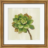 Framed 'Front Yard Succulent IV' border=