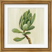 Framed 'Front Yard Succulent III' border=