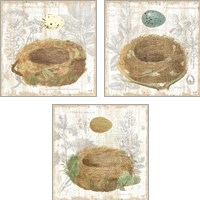 Framed 'Botanical Nest 3 Piece Art Print Set' border=