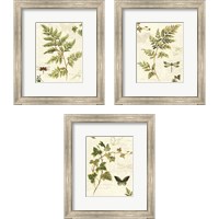 Framed 'Ivies and Ferns 3 Piece Framed Art Print Set' border=