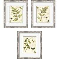 Framed 'Ivies and Ferns 3 Piece Framed Art Print Set' border=