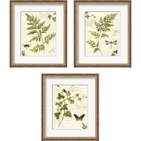 Framed Ivies and Ferns 3 Piece Framed Art Print Set