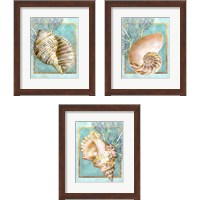 Framed 'Shells and Coral 3 Piece Framed Art Print Set' border=