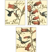 Framed 'Small Hummingbird Reverie 3 Piece Art Print Set' border=