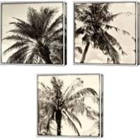 Framed 'Palm Tree Sepia 3 Piece Canvas Print Set' border=