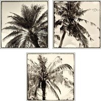 Framed 'Palm Tree Sepia 3 Piece Art Print Set' border=