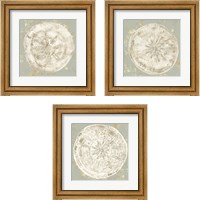 Framed 'Cone Shells 3 Piece Framed Art Print Set' border=