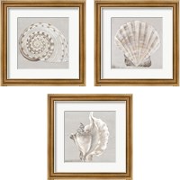 Framed 'Neutral Shells 3 Piece Framed Art Print Set' border=