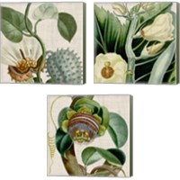 Framed 'Cropped Turpin Tropicals 3 Piece Canvas Print Set' border=