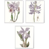 Framed 'Lavender Beauties 3 Piece Canvas Print Set' border=