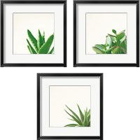 Framed Succulent Simplicity 3 Piece Framed Art Print Set