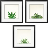 Framed 'Succulent Simplicity 3 Piece Framed Art Print Set' border=